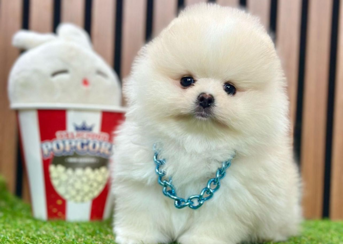 Safkan Pomeranian Boo Yavrularımız